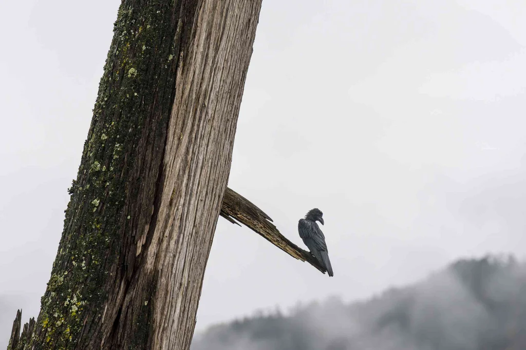 Punakha Wildlife & Nature Expedition — a Bhutan tour package by Your Guide.